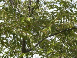 Prunus Subhirtella 'Accolade', Frühe Zierkirsche -Garten Gefuehl zierkirsche accolade blatt55599e961c7c1 1280x1280