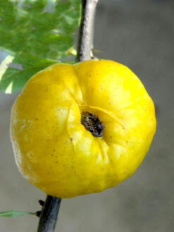 Nordische Zitrone, Essbare Zierquitte