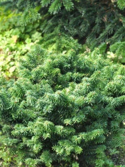 Abies Balsamea 'Nana', Zwerg-Balsamtanne