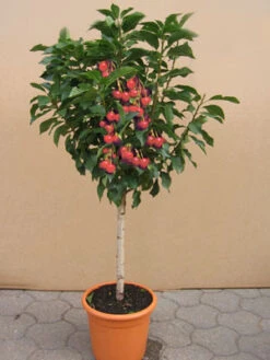 Zwerg-Sauerkirsche 'Griotella', Prunus Cerasus 'Griotella'