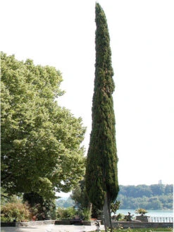 Cupressus Sempervirens 'Totem', Toscana-Zypresse -Garten Gefuehl zypresse mediterran baum 1280x1280