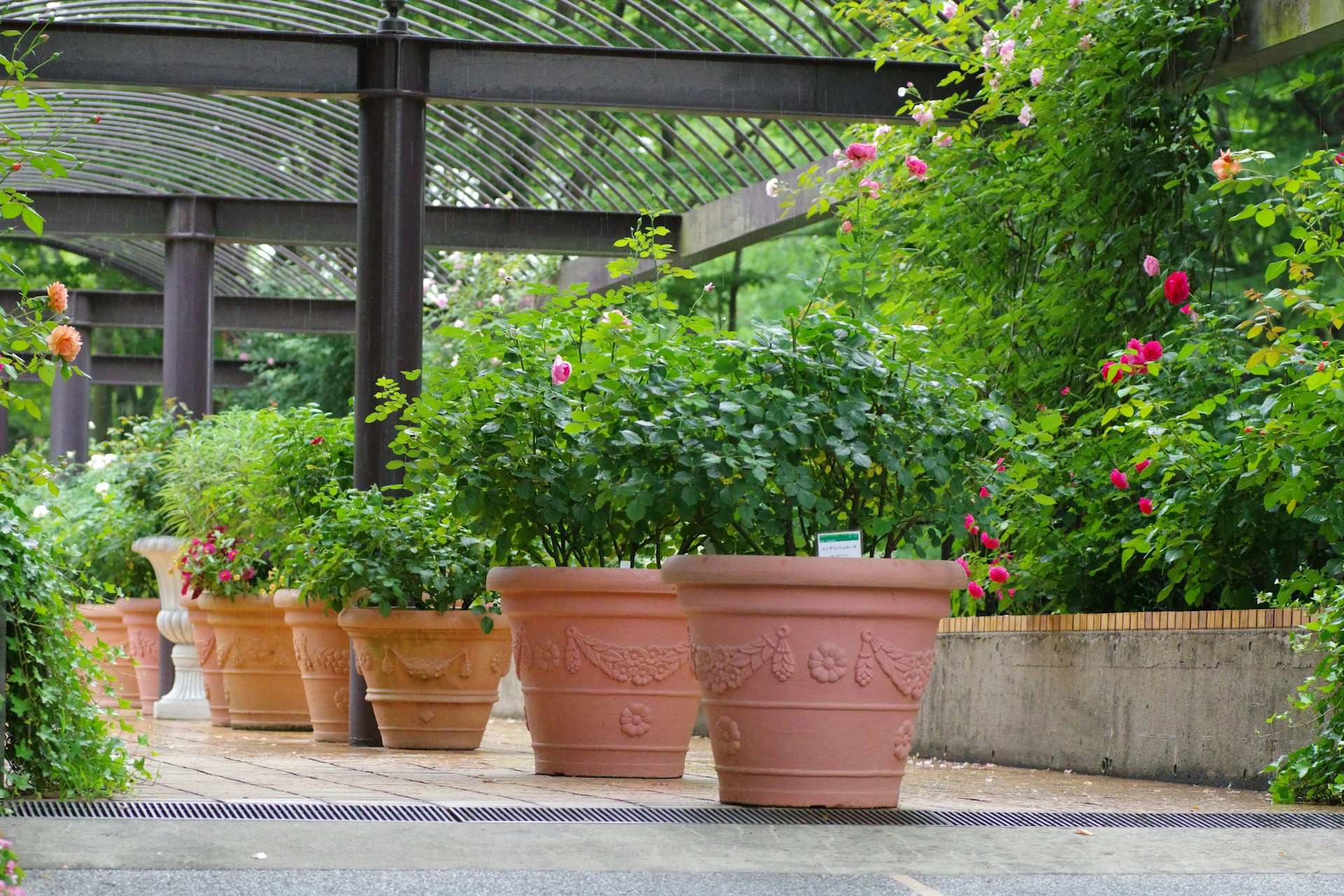 Garten Gefuehl -Garten Gefuehl naoki suzuki mOXVrDSuRyo unsplash